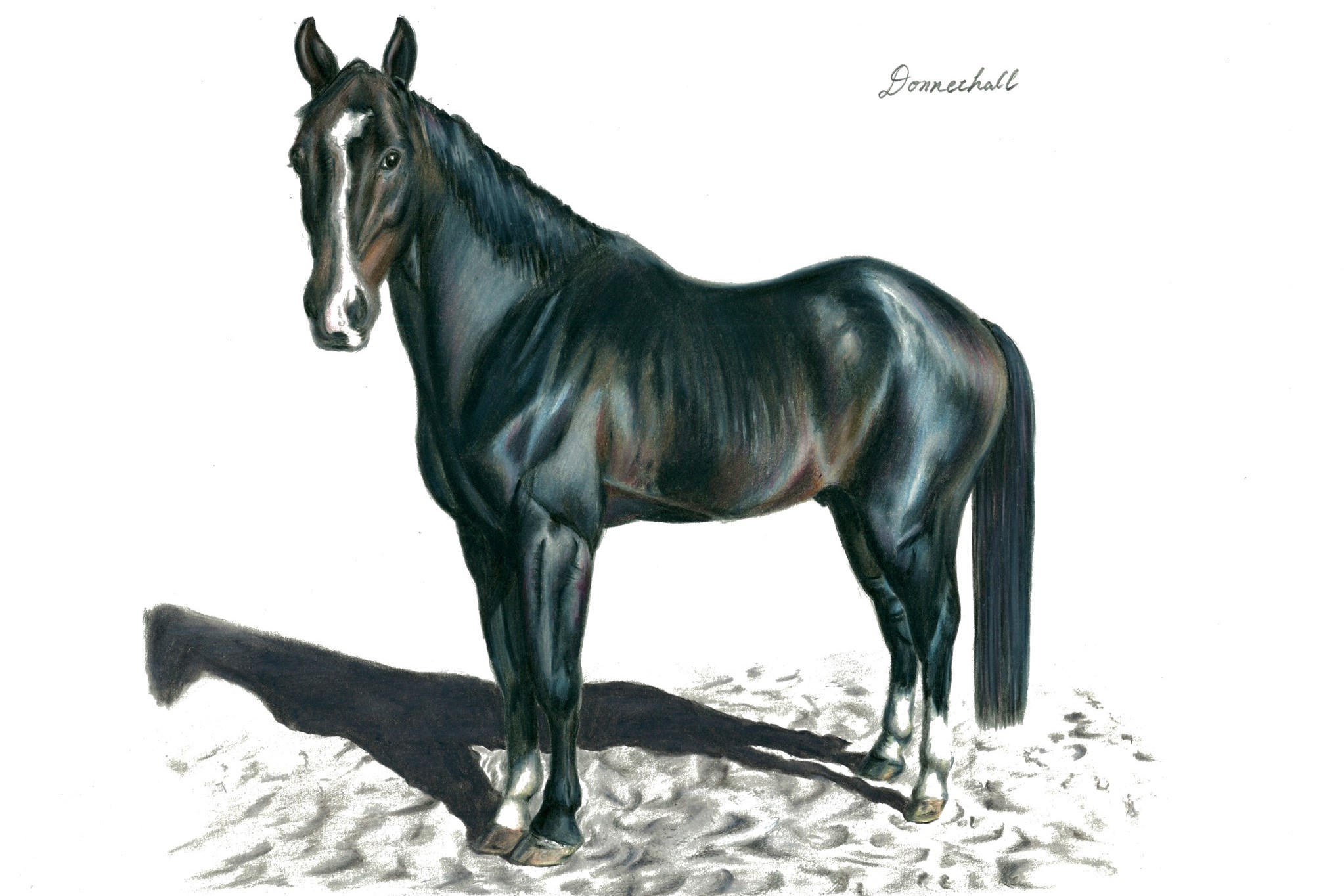 ドナファル号色鉛筆画