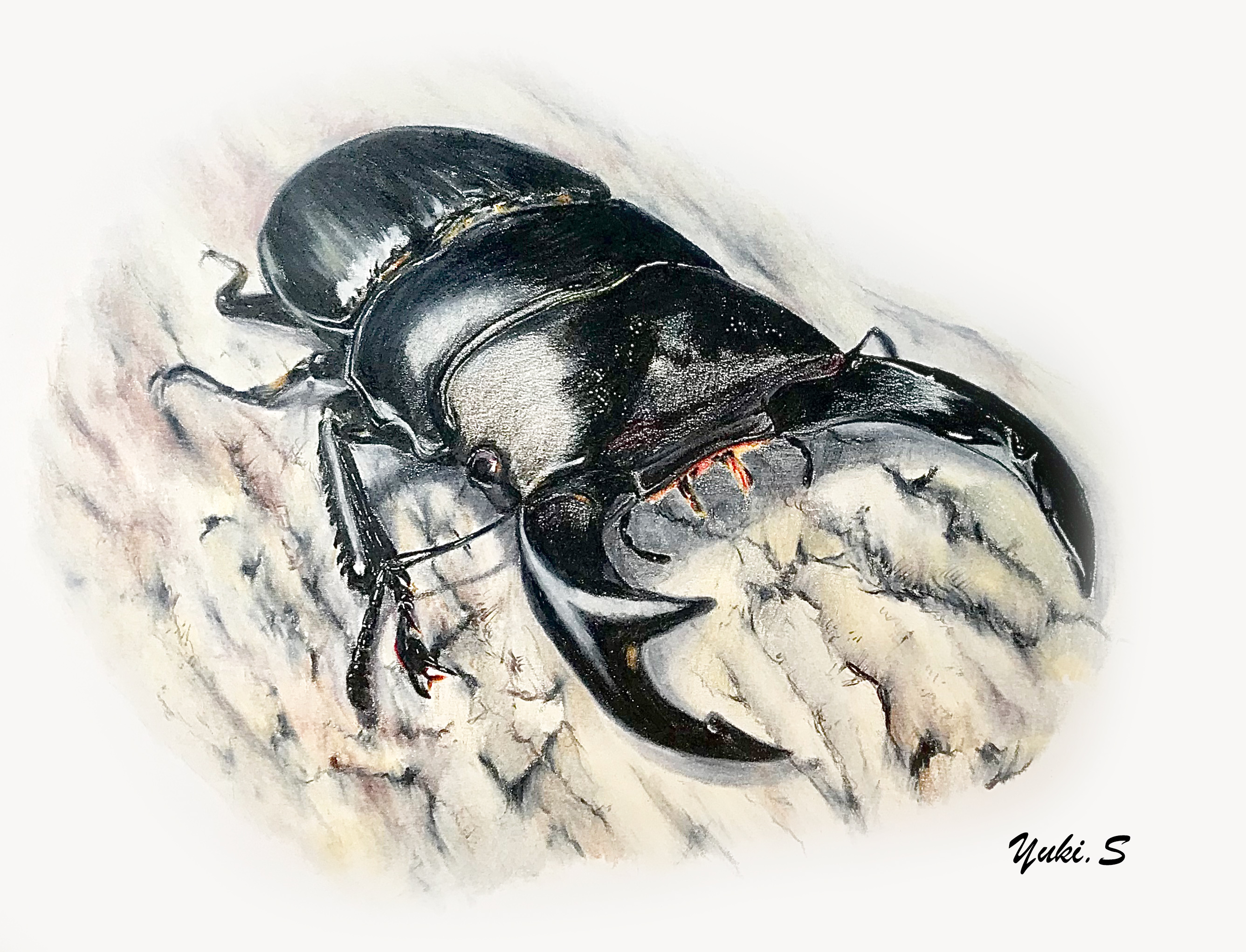 オオクワガタ昆虫画