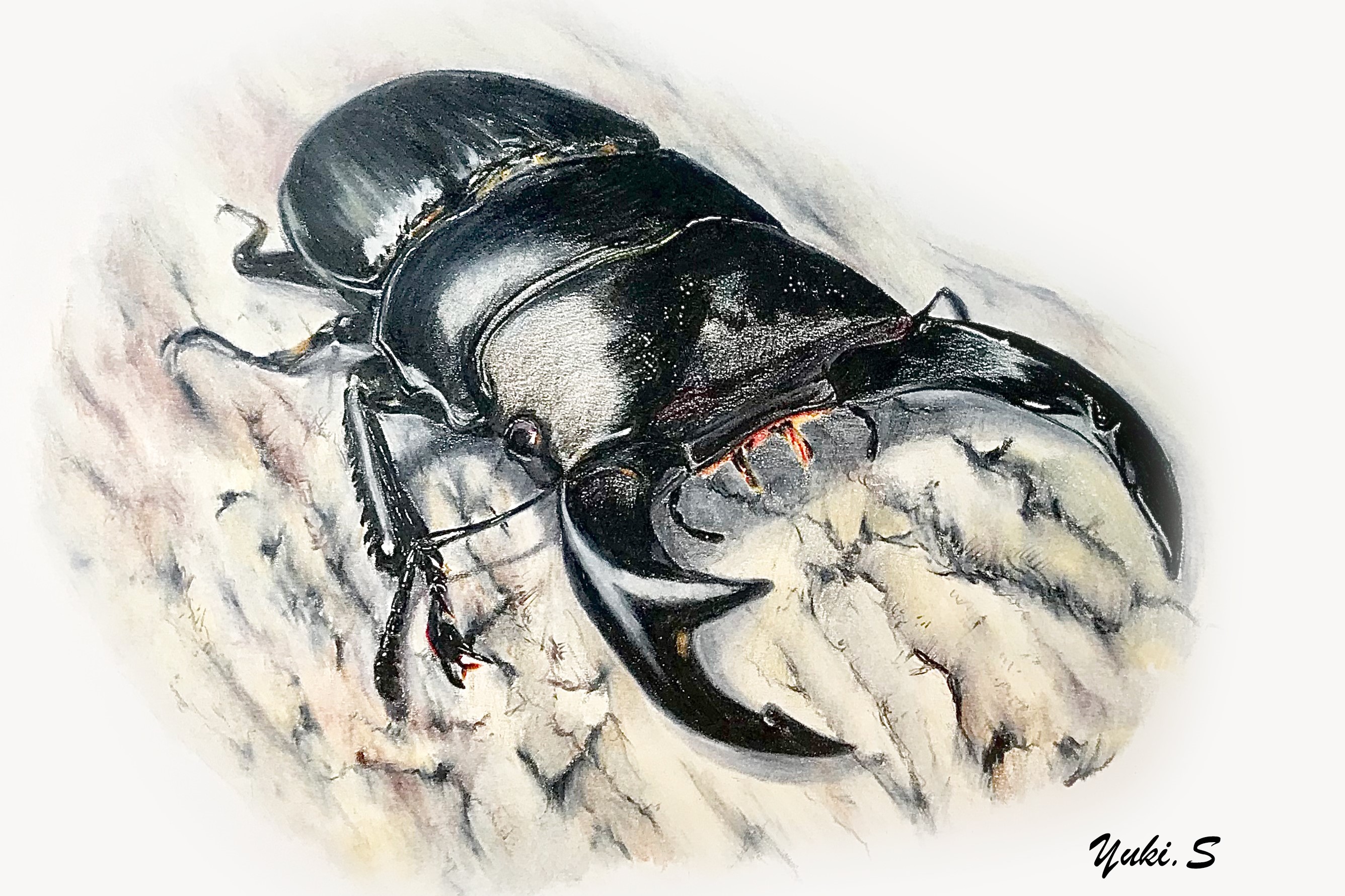 オオクワガタ色鉛筆画