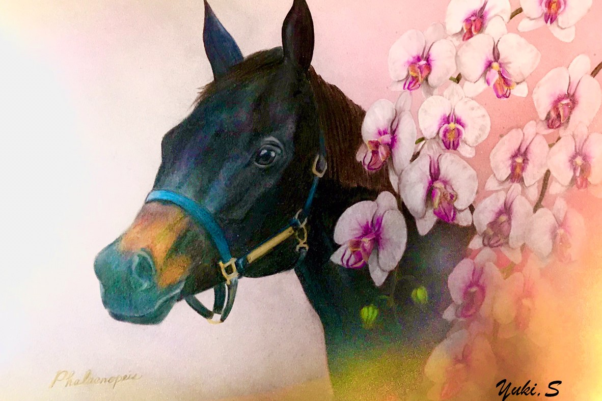 ファレノプシス色鉛筆画