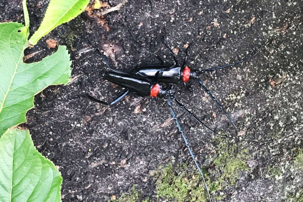 クビアカツヤカミキリ