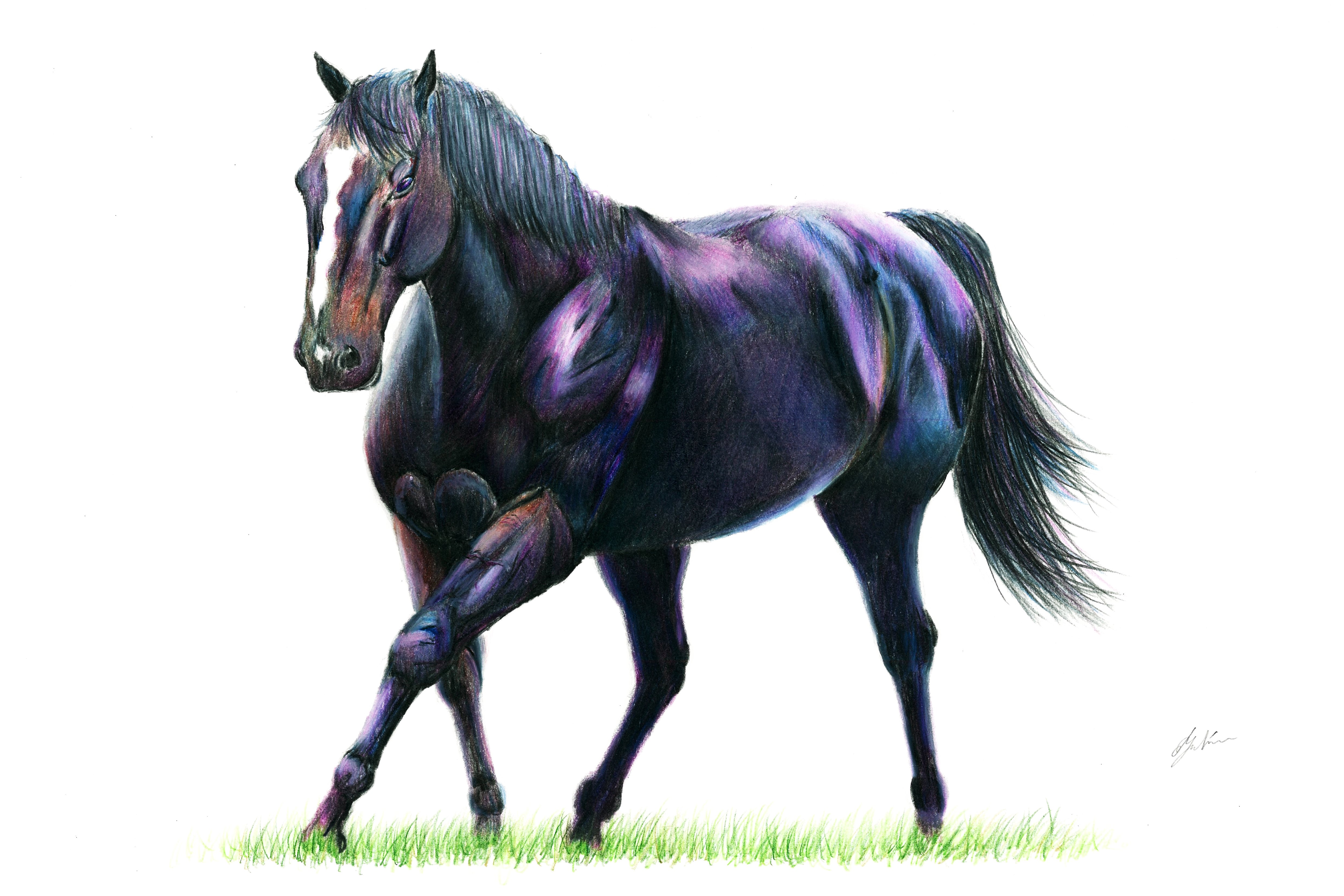 スペシャルウィーク号色鉛筆画